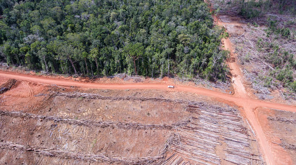 Luftbild: Rodung für Palmölplantage der Firma Korindo in Papua