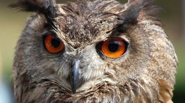 Eule im Kurpfalzpark