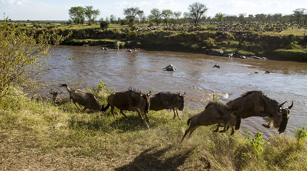 Eine Gnu-Herde überquert einen Fluss