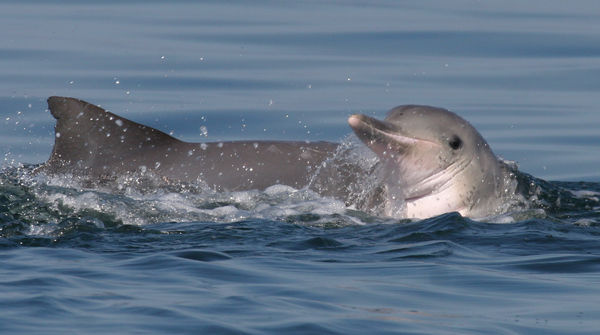 Guyana Delfin