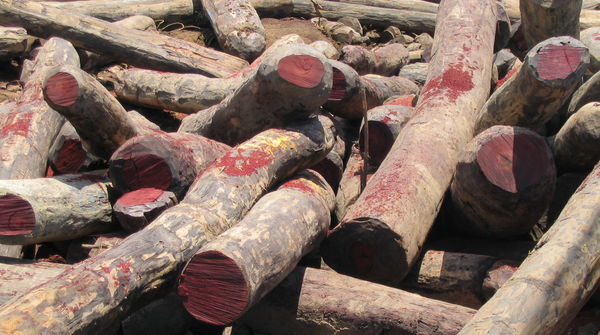 Illegal gefällte Rosewood-Stämme in Madagaskar