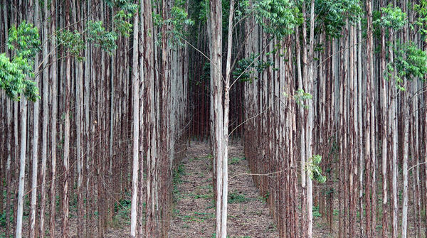 Eukalyptusbäume stehen in Reih und Glied auf einer Industrieplantage eines Papierkonzerns in Brasilien