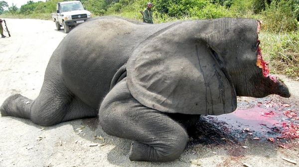 Gewilderter Elefant in Virunga Park