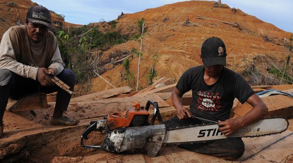 Holzfäller auf Borneo mit Motorsäge von Stihl