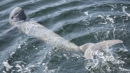 Irawadi-Delfin im Fluss