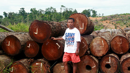 Bäume aus illegaler Abholzung