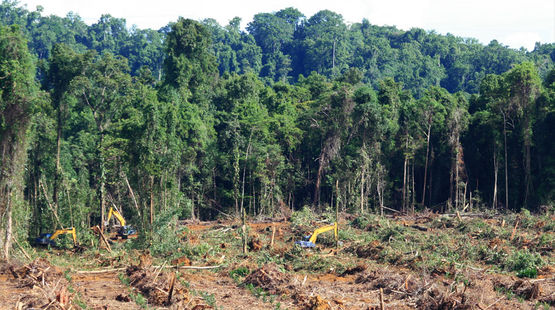 Bagger sind dabei, den Wald abzuholzen, dahinter sieht man noch den geschlossenen Wald