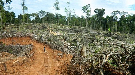 Ein Einwohner steht allein auf einer der Palmölrodungen im Amazonasregenwald nahe dem Dorf Tamshiyacu