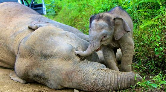 Ein Elefantenkalb berührt mit den Rüssel den Kopf seiner am Boden liegenden Mutter