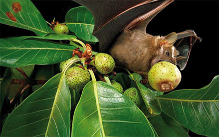 Biodiversitaet ist lebenswichtig