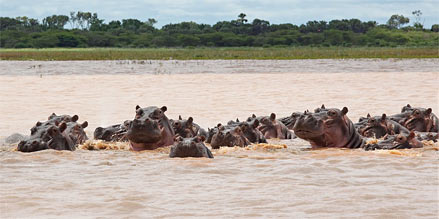 Flusspferde im „Hippo-Lake“