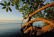 Mangroven – die Lebenskünstler zwischen Land und Meer. Foto: Christian Ziegler