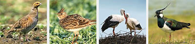 Bedrohte Vogelarten: Eine Auswahl